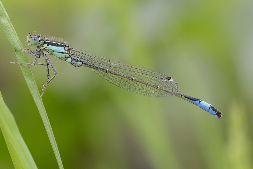 Ischnura elegans maschio